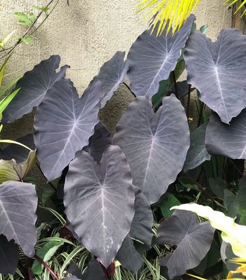 ? Colocasia esculenta – Planta palustre ? Colocasia esculenta – Planta palustre
