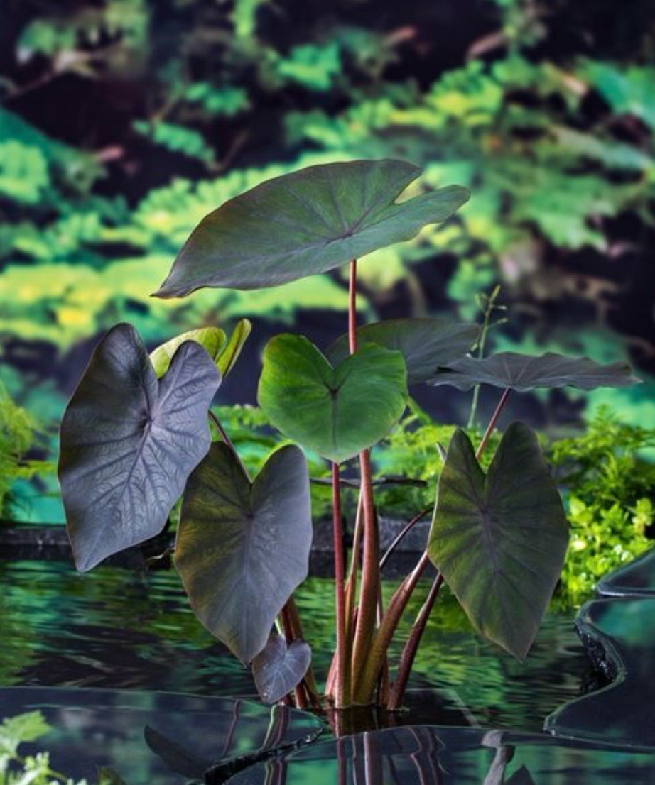 ? Colocasia esculenta – Planta palustre