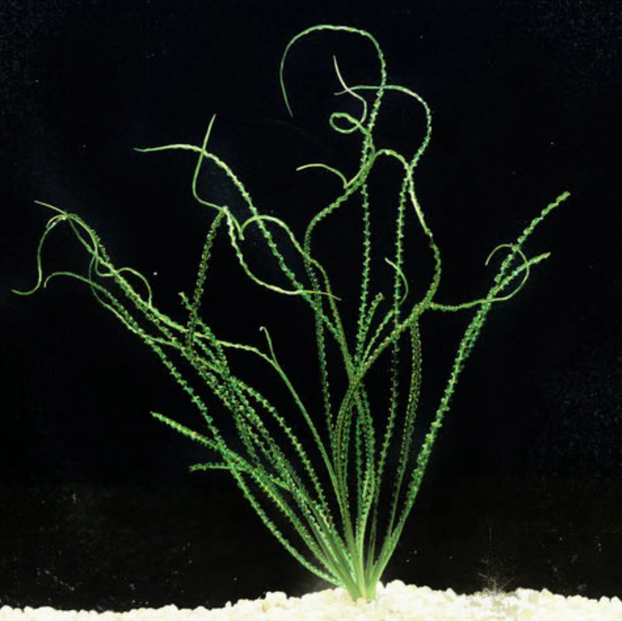 ? Crinum calamistratum – Planta acuática de hojas onduladas ? Crinum calamistratum – Planta acuática de hojas onduladas