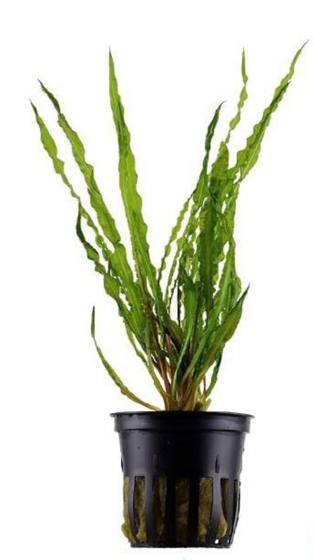 ? Cryptocoryne crispatula var. balansae – Planta de acuario en maceta ? Cryptocoryne crispatula var. balansae – Planta de acuario en maceta