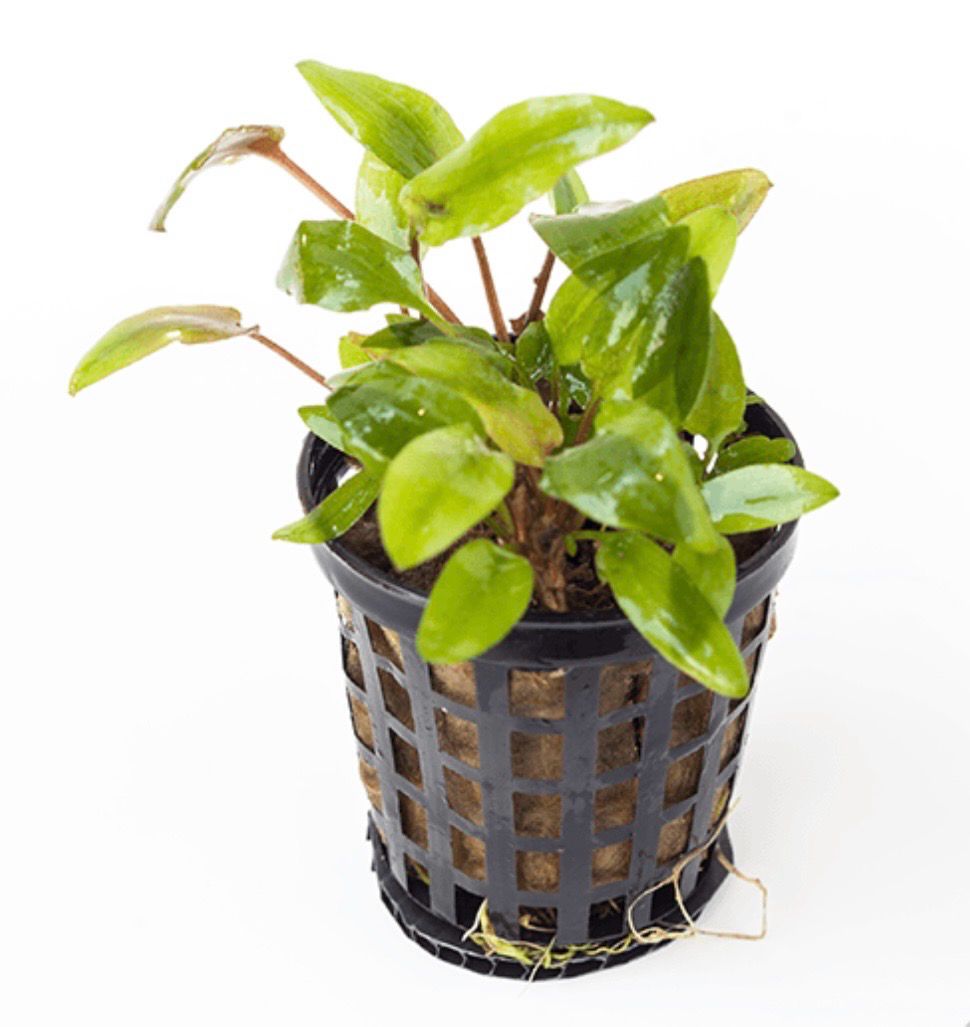 ? Cryptocoryne lutea ‘Hobbit’ – En maceta ? Cryptocoryne lutea ‘Hobbit’ – En maceta