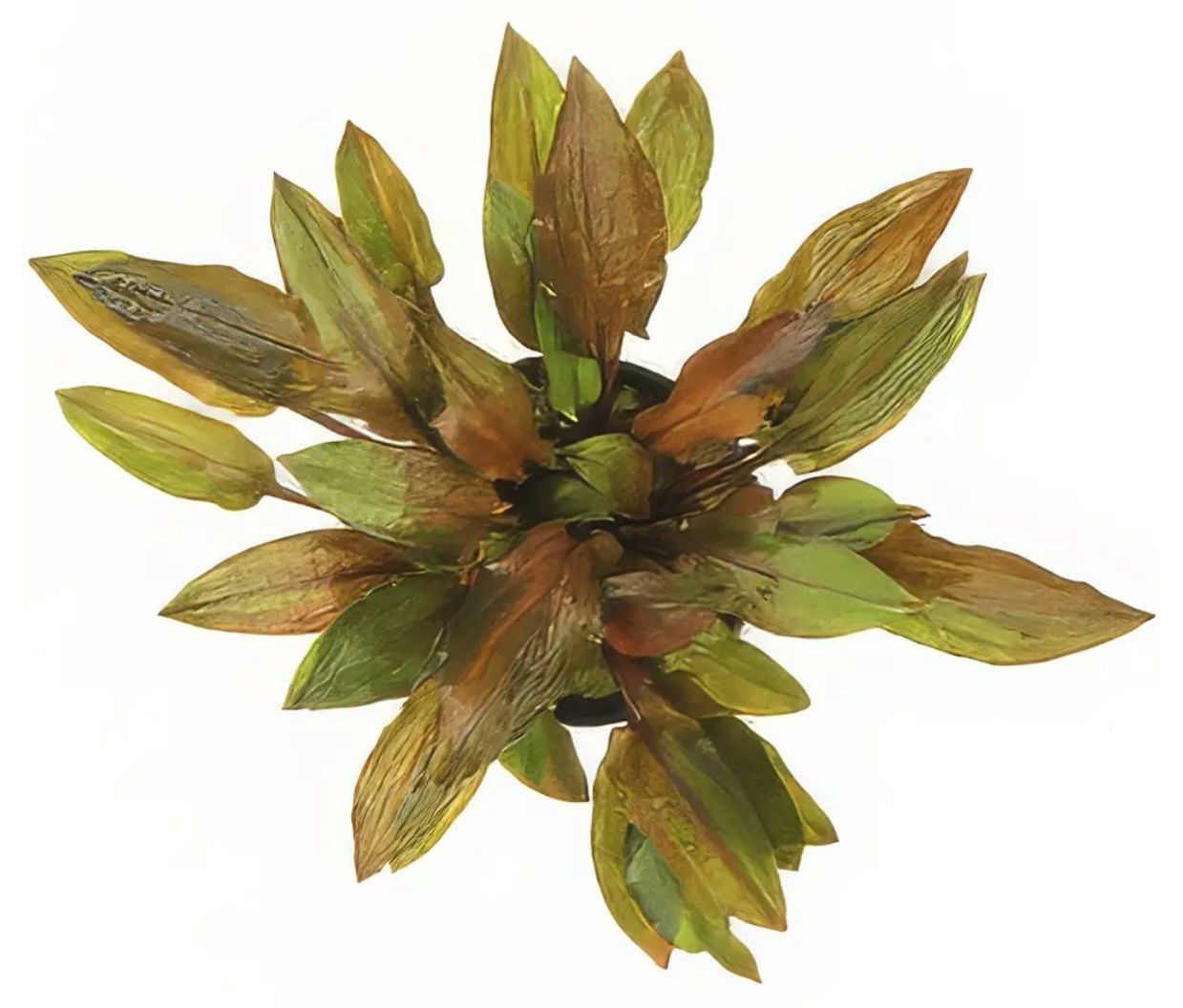 ? Cryptocoryne walkeri var. legroi – En maceta ? Cryptocoryne walkeri var. legroi – En maceta