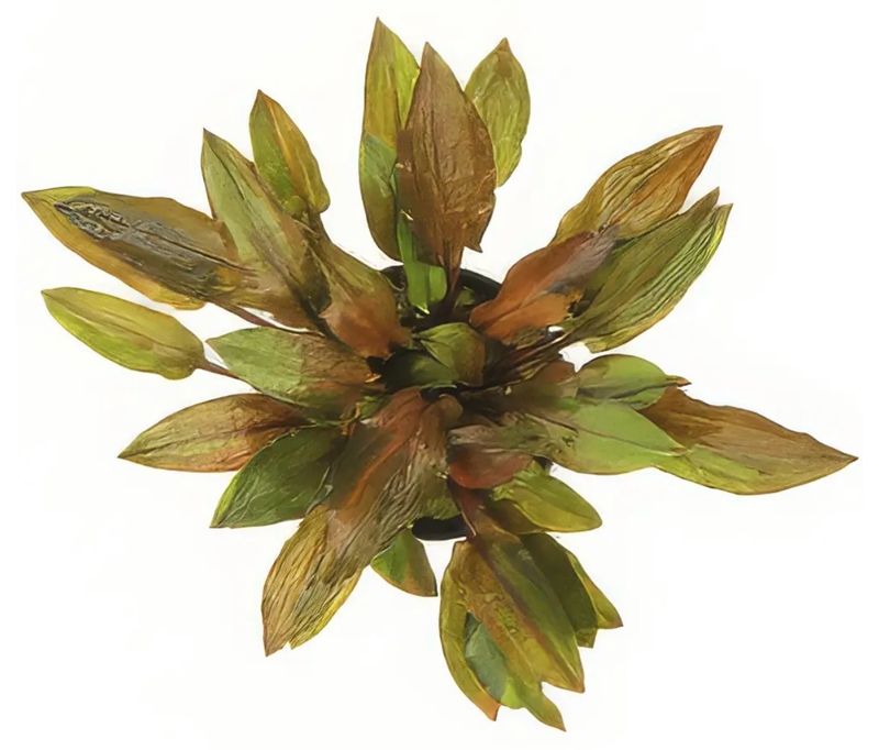 ? Cryptocoryne walkeri var. legroi – En maceta ? Cryptocoryne walkeri var. legroi – En maceta