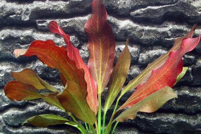 ? Echinodorus ‘Roter Oktober’ – En maceta