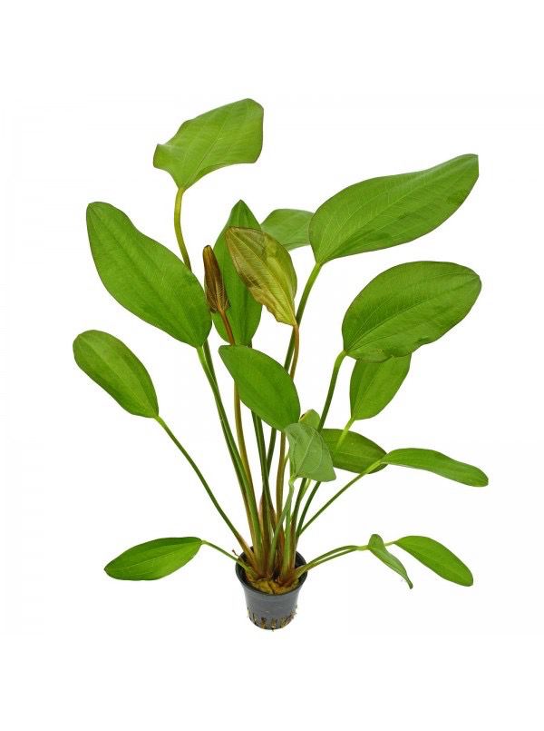 ?️ Echinodorus ‘Hot Pepper’ – En maceta ?️ Echinodorus ‘Hot Pepper’ – En maceta