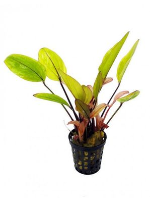 ? Echinodorus ‘Ipica’ – En maceta