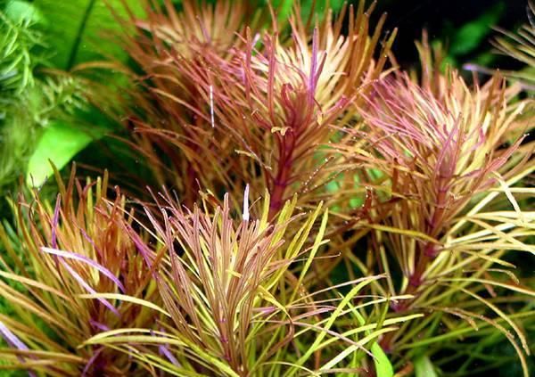 ? Eustralis Stellata – Planta de tallos exótica