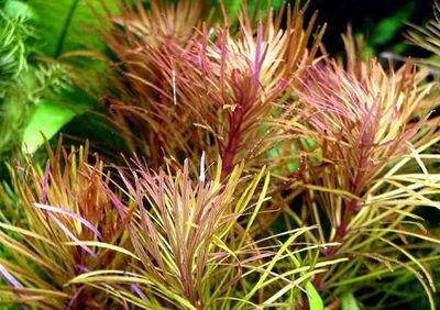 ? Eustralis Stellata – Planta de tallos exótica ? Eustralis Stellata – Planta de tallos exótica