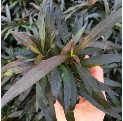 ? Hygrophila corymbosa ‘Angustifolia’ – Planta de tallos elegante ? Hygrophila corymbosa ‘Angustifolia’ – Planta de tallos elegante