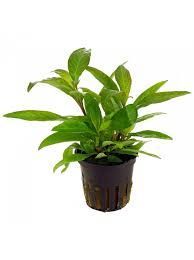 ? Hygrophila corymbosa ‘Siamensis’ – Planta de tallos resistente y vistosa ? Hygrophila corymbosa ‘Siamensis’ – Planta de tallos resistente y vistosa