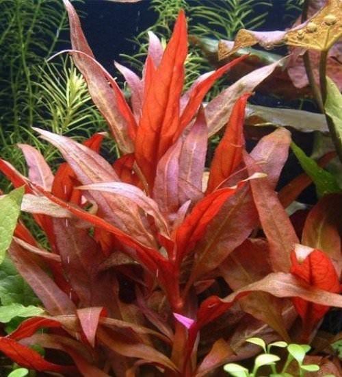 ? Hygrophila corymbosa ‘Red’ – Planta de tallos con tonos rojizos ? Hygrophila corymbosa ‘Red’ – Planta de tallos con tonos rojizos