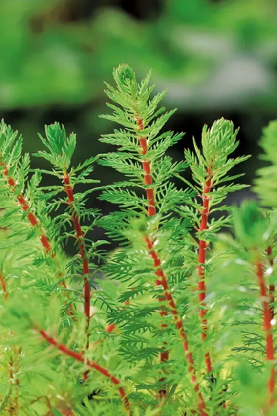? Myriophyllum rubricaule – Planta de tallos rojizos y textura fina