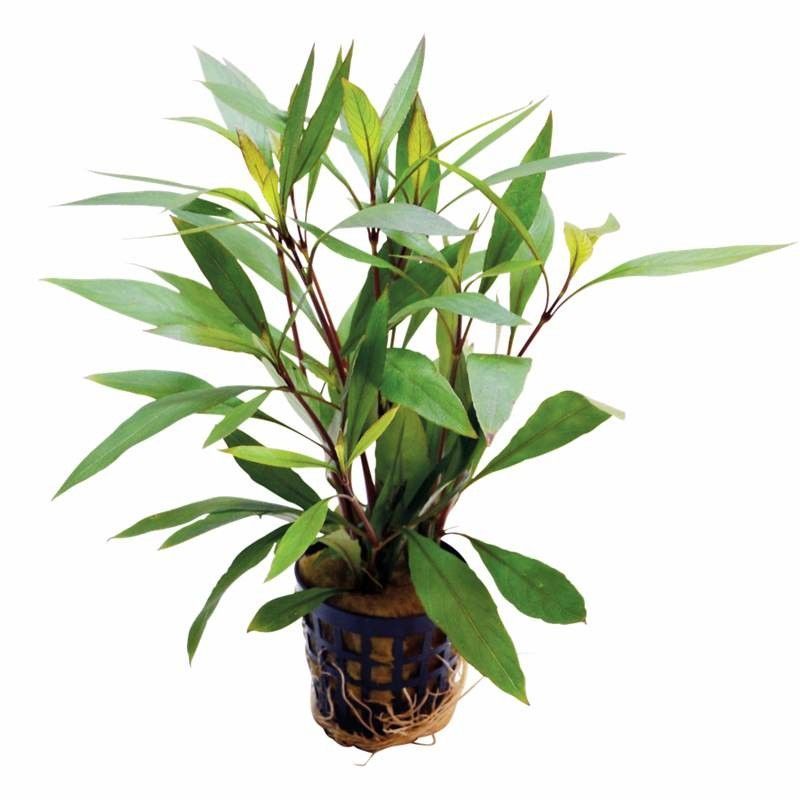 ? Nomaphila stricta ‘Bonsai’ – Mini planta de tallo compacto ? Nomaphila stricta ‘Bonsai’ – Mini planta de tallo compacto