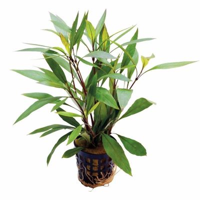 ? Nomaphila stricta ‘Bonsai’ – Mini planta de tallo compacto ? Nomaphila stricta ‘Bonsai’ – Mini planta de tallo compacto