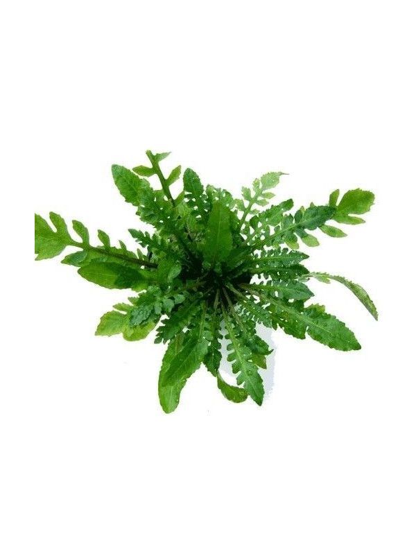 ? Rorippa aquatica – Planta de tallos finos y aspecto delicado ? Rorippa aquatica – Planta de tallos finos y aspecto delicado