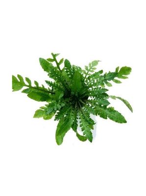 ? Rorippa aquatica – Planta de tallos finos y aspecto delicado ? Rorippa aquatica – Planta de tallos finos y aspecto delicado