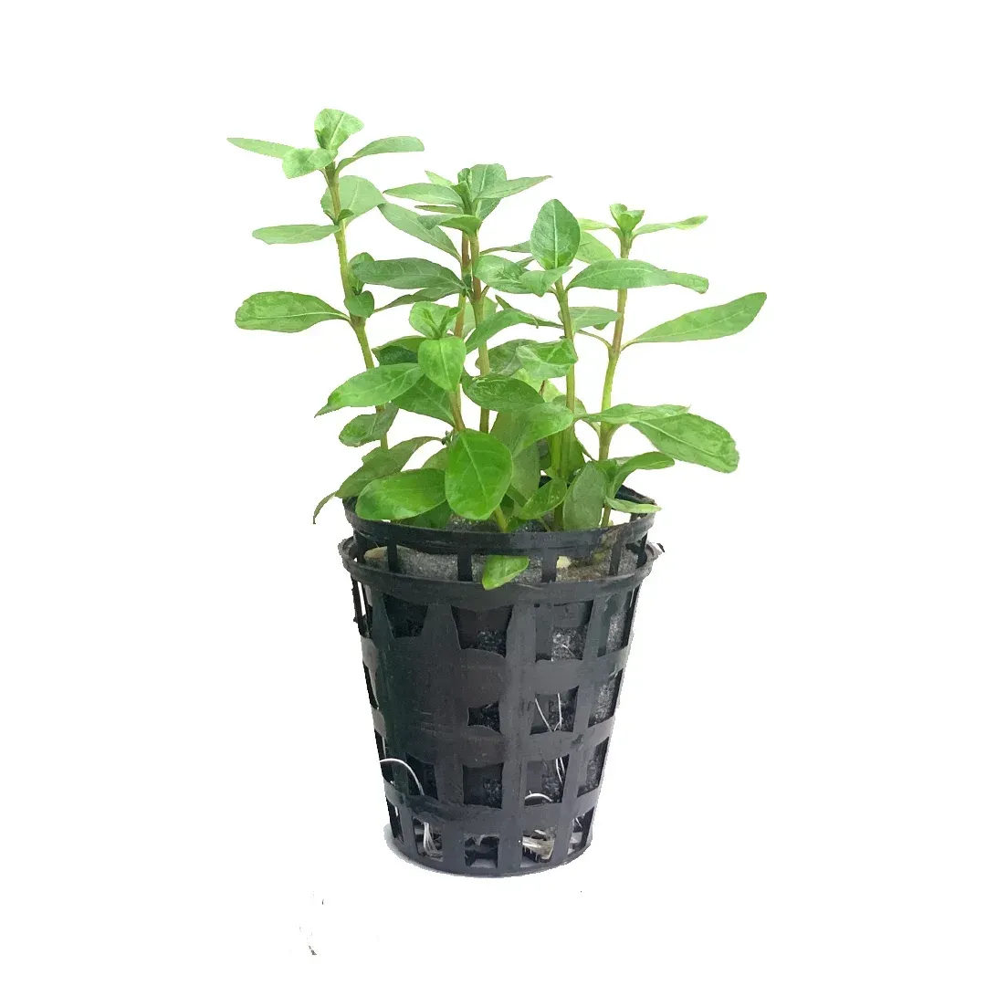 ? Staurogyne repens “Porto Velho” – Variedad compacta y de tonos oscuros ? Staurogyne repens “Porto Velho” – Variedad compacta y de tonos oscuros