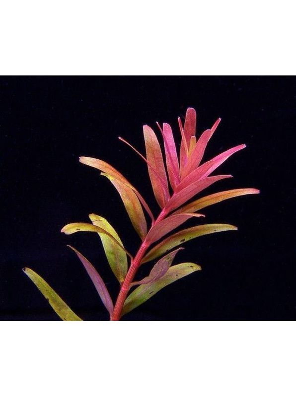 ? Rotala sp. “Myanmar” – Planta de tallo con tonos rosados y elegantes ? Rotala sp. “Myanmar” – Planta de tallo con tonos rosados y elegantes