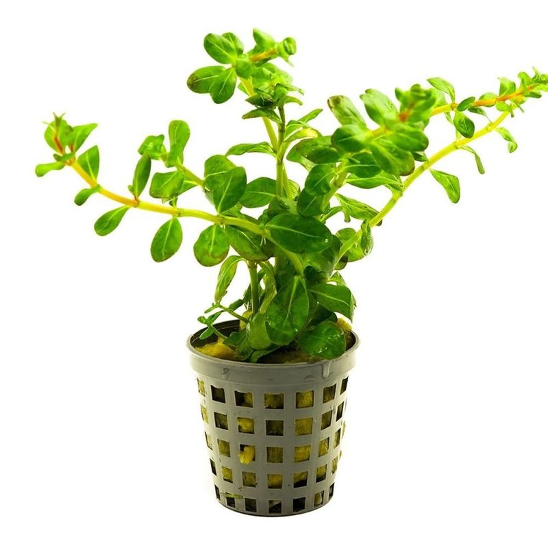 ? Rotala sp. “Indonesia” – Planta de tallo con tonos rosados y delicados ? Rotala sp. “Indonesia” – Planta de tallo con tonos rosados y delicados