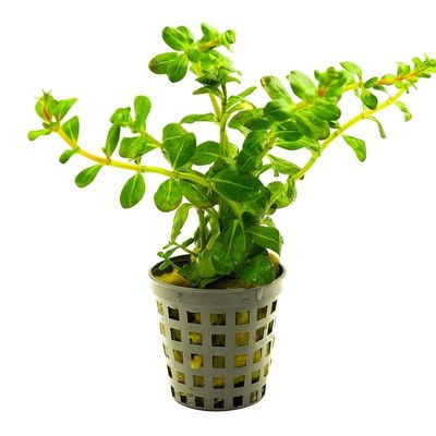 ? Rotala sp. “Indonesia” – Planta de tallo con tonos rosados y delicados ? Rotala sp. “Indonesia” – Planta de tallo con tonos rosados y delicados