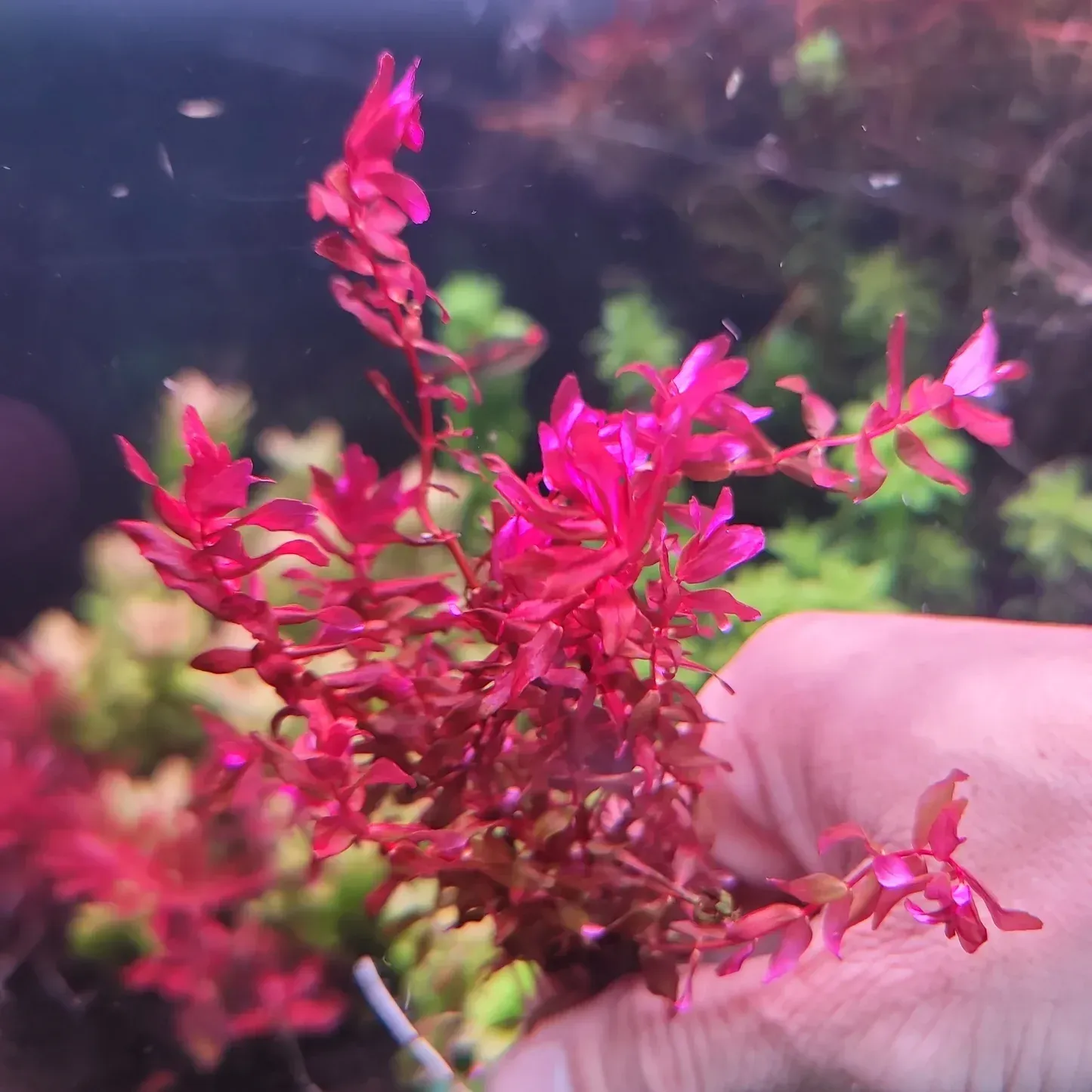 ? Rotala ‘Butterfly’ – Planta de tallo con espectaculares tonos rosados ? Rotala ‘Butterfly’ – Planta de tallo con espectaculares tonos rosados