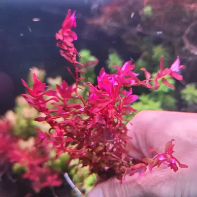 ? Rotala ‘Butterfly’ – Planta de tallo con espectaculares tonos rosados ? Rotala ‘Butterfly’ – Planta de tallo con espectaculares tonos rosados