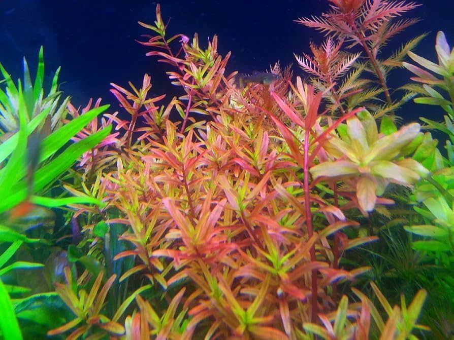 ? Rotala sp. “Gia Lai” – Elegancia y color en estado natural