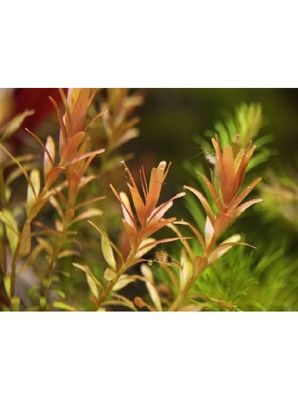 ? Rotala sp. “Hong Kong” – Planta de tallo con tonos rojizos y gran contraste ? Rotala sp. “Hong Kong” – Planta de tallo con tonos rojizos y gran contraste
