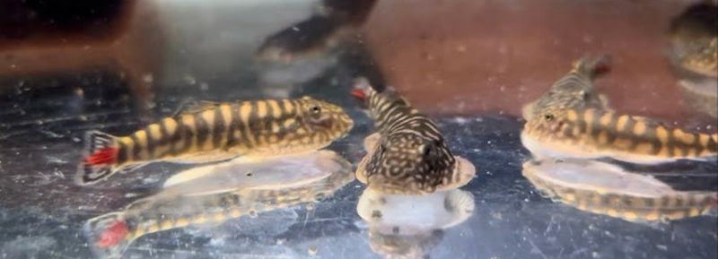 Pseudogastromyzon Sahiratus SK02 redtail  Pseudogastromyzon Sahiratus SK02 redtail