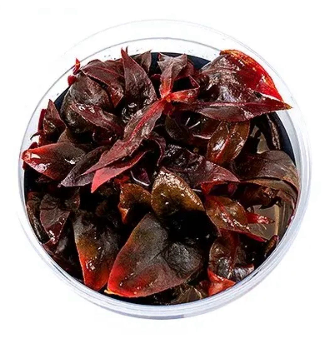 Alternanthera Reineckii Purple maceta