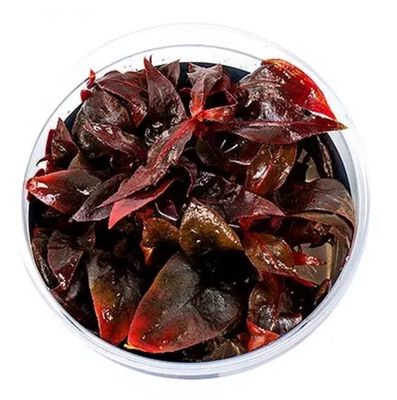 Alternanthera Reineckii Purple maceta Alternanthera Reineckii Purple maceta