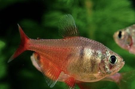 HYPHESSOBRYCON FLAMMEUS DIAMANTE