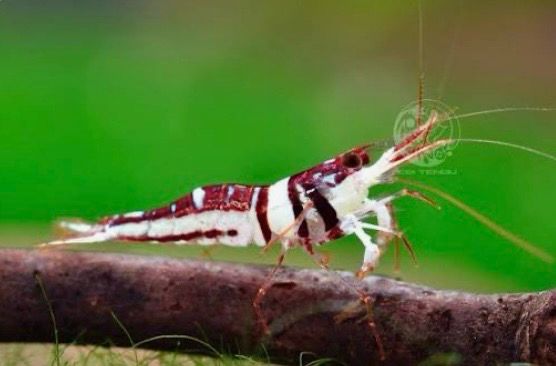 ? Caridina woltereckae – Gamba Sulawesi “Harlequin”