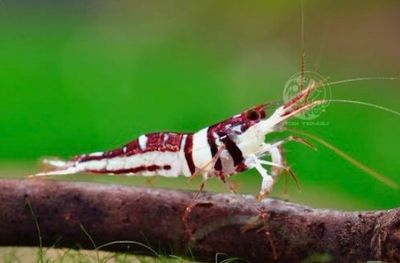 ? Caridina woltereckae – Gamba Sulawesi “Harlequin” ? Caridina woltereckae – Gamba Sulawesi “Harlequin”