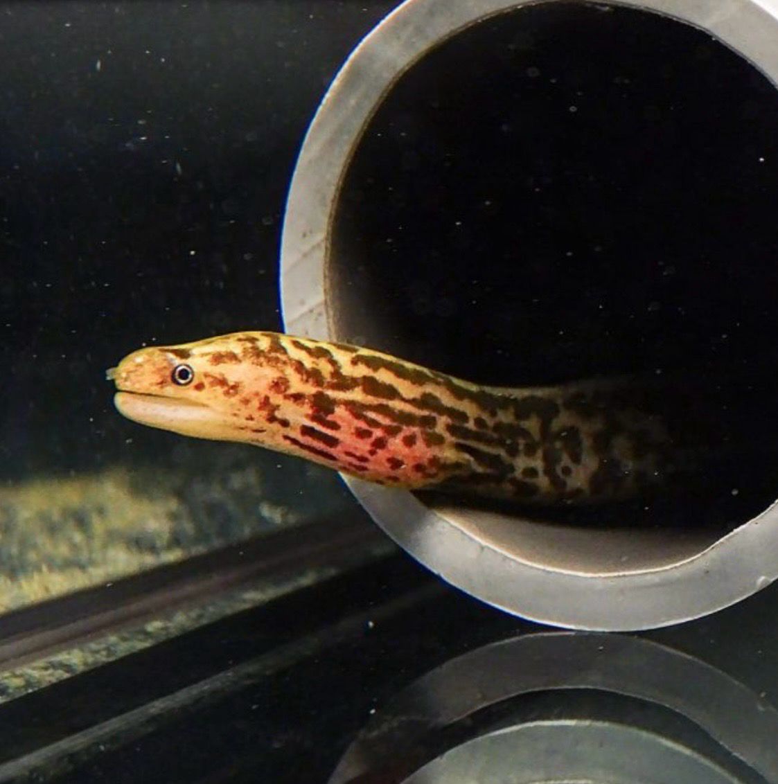 ? Gymnothorax polyuranodon – Morena Leopardo