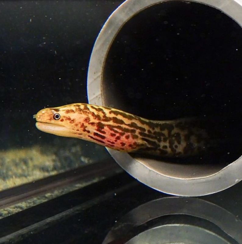 ? Gymnothorax polyuranodon – Morena Leopardo