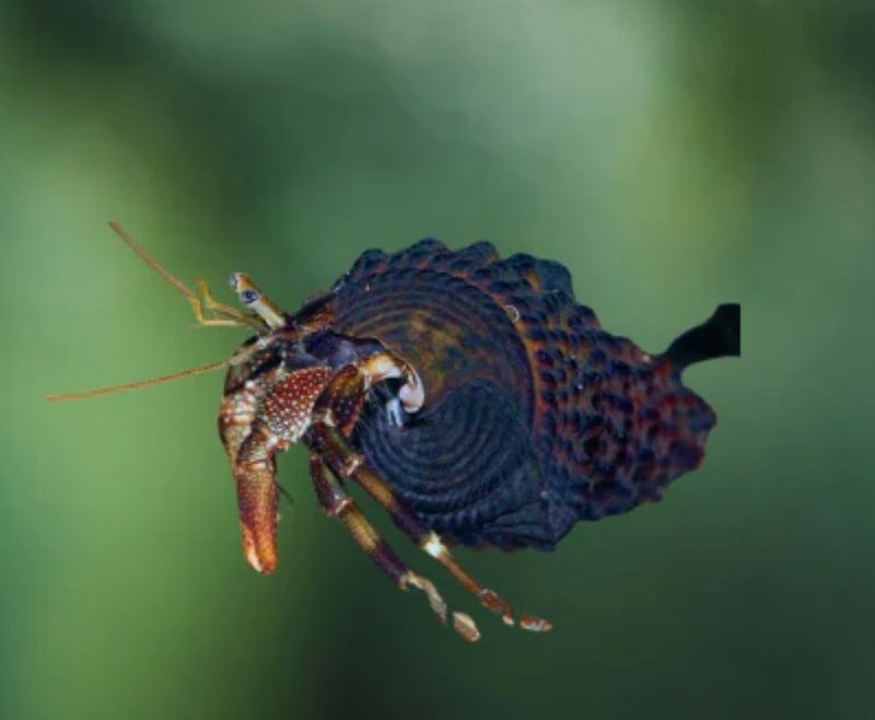 ? Clibanarius africanus