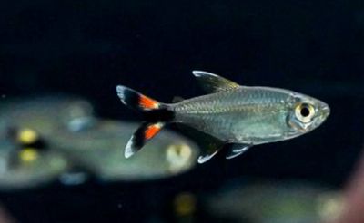 ? Moenkhausia bonita ? Moenkhausia bonita