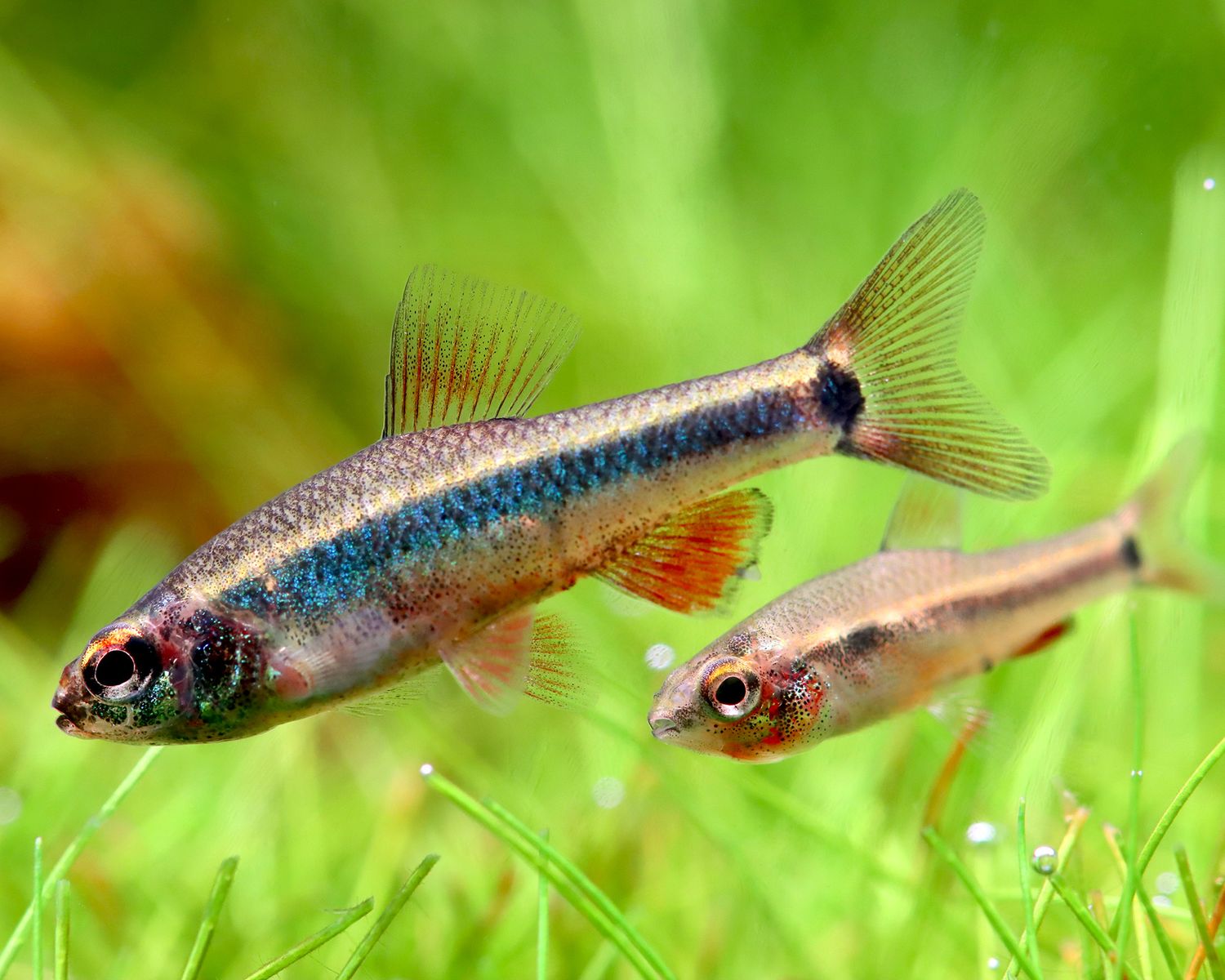 ? Neolebias ansorgii