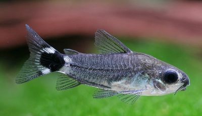 ? Corydoras hastatus ? Corydoras hastatus