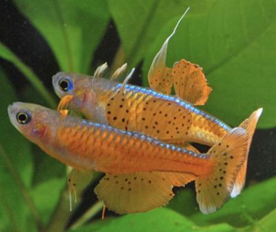 Pseudomugil paskai grupo 10unids Pseudomugil paskai grupo 10unids