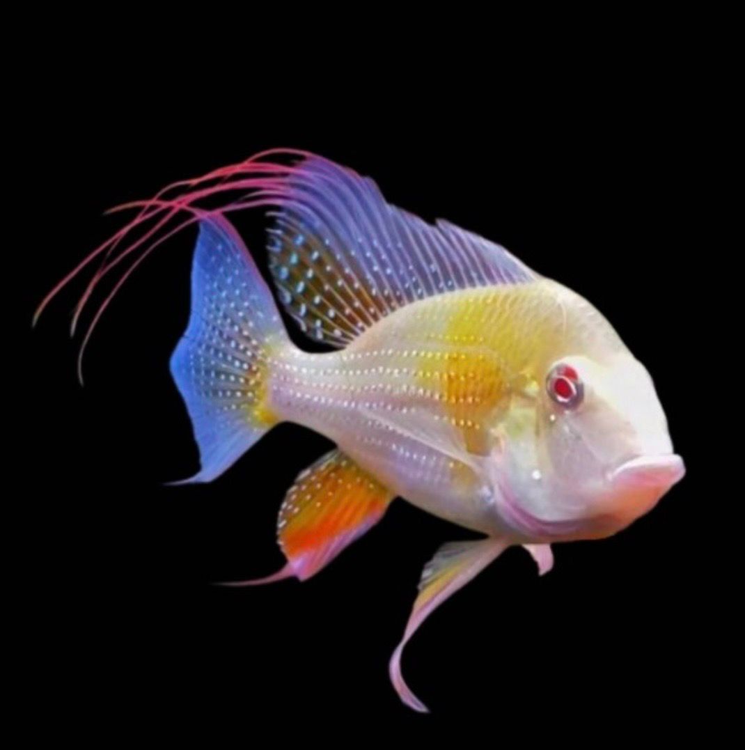 Acarichthys heckelii albino