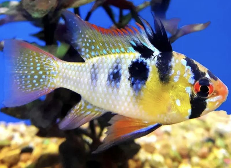 ? Ramiretzi Azul Alemán XXL macho (Mikrogeophagus ramirezi)