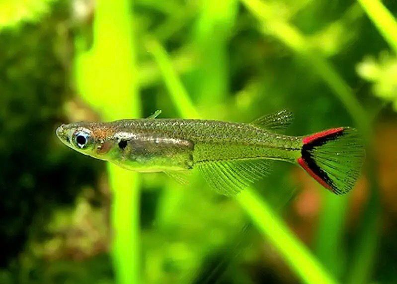 ? Oryzias songkhramensis