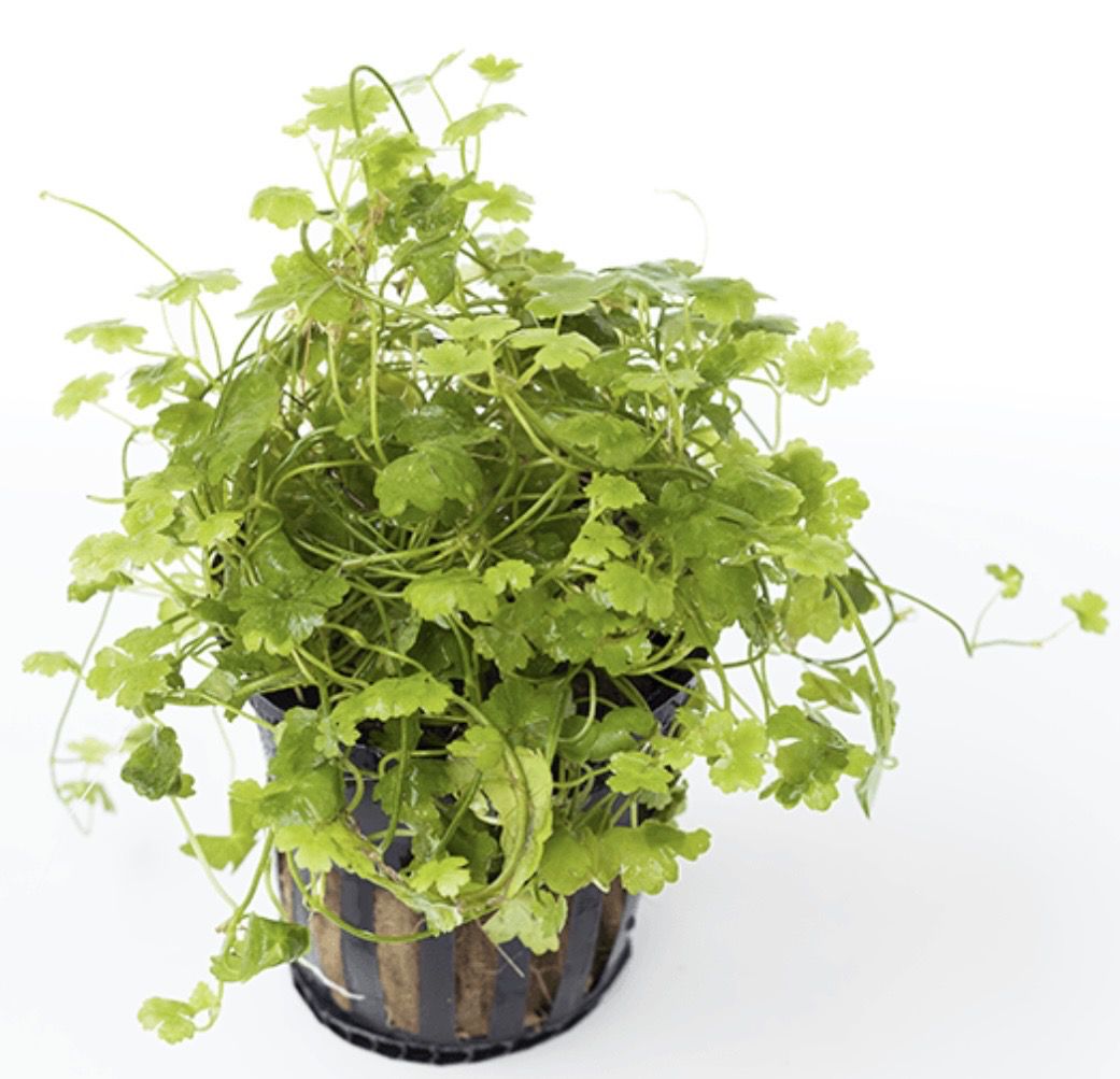 Hydrocotyle Tripartita Japan maceta