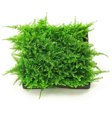 ? Vesicularia sp. ‘Mini Christmas Moss’ – In Vitro