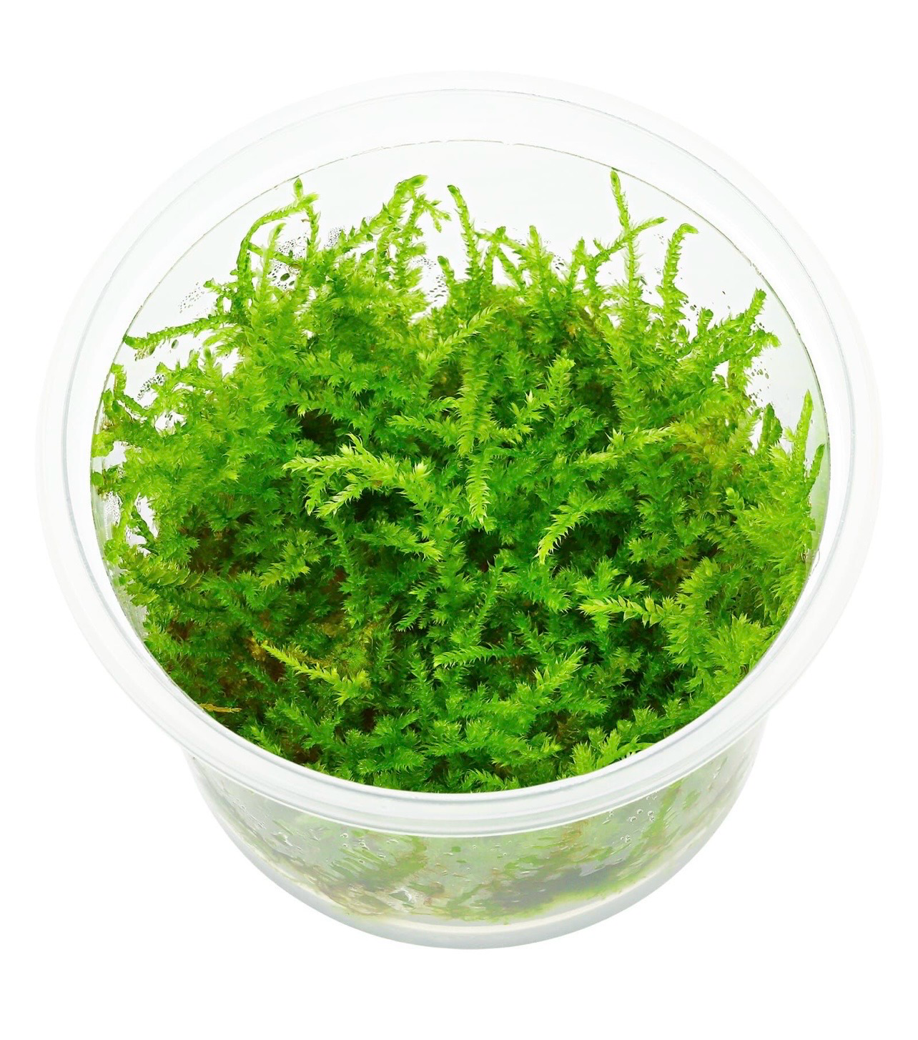 ? Vesicularia sp. ‘Mini Christmas Moss’ – In Vitro