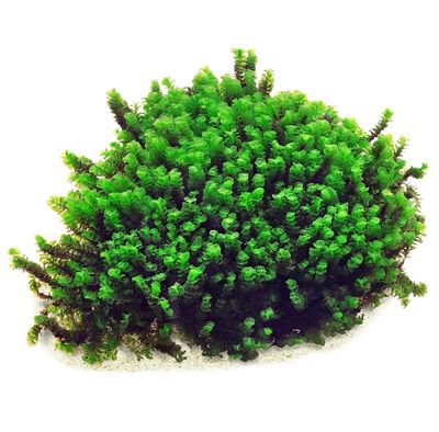 ? Solenostoma tetragonum “Gunung Sumpit” – In Vitro