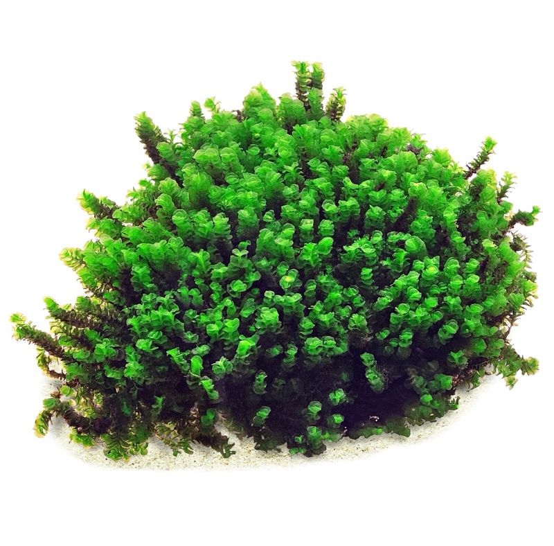 ? Solenostoma tetragonum “Gunung Sumpit” – In Vitro ? Solenostoma tetragonum “Gunung Sumpit” – In Vitro