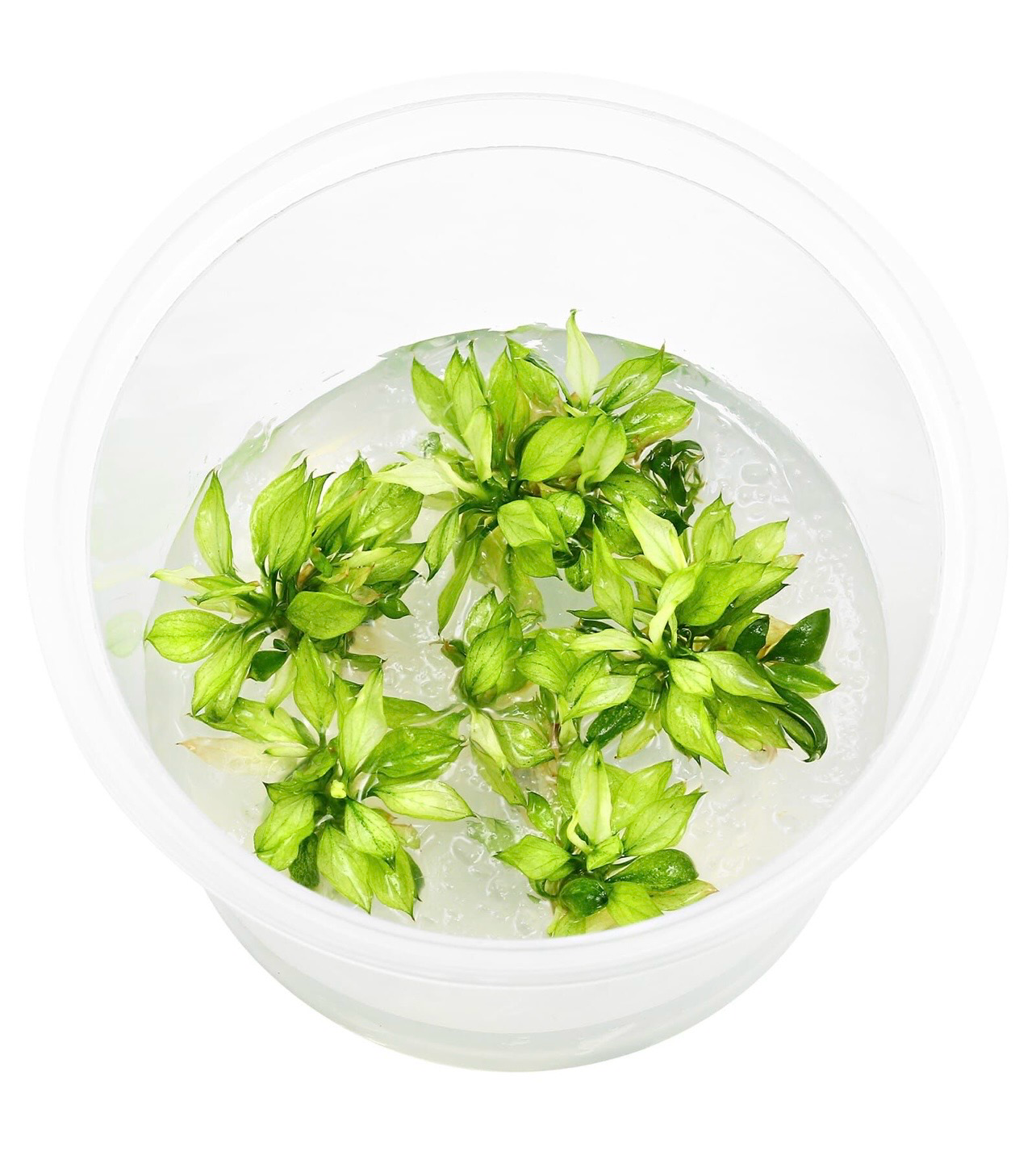 ? Anubia barteri var. nana ‘Pangolino Green Tea’ – In Vitro